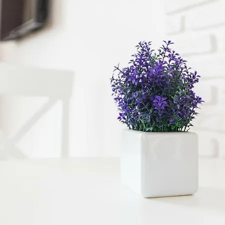 Bonapart Delux Lviv